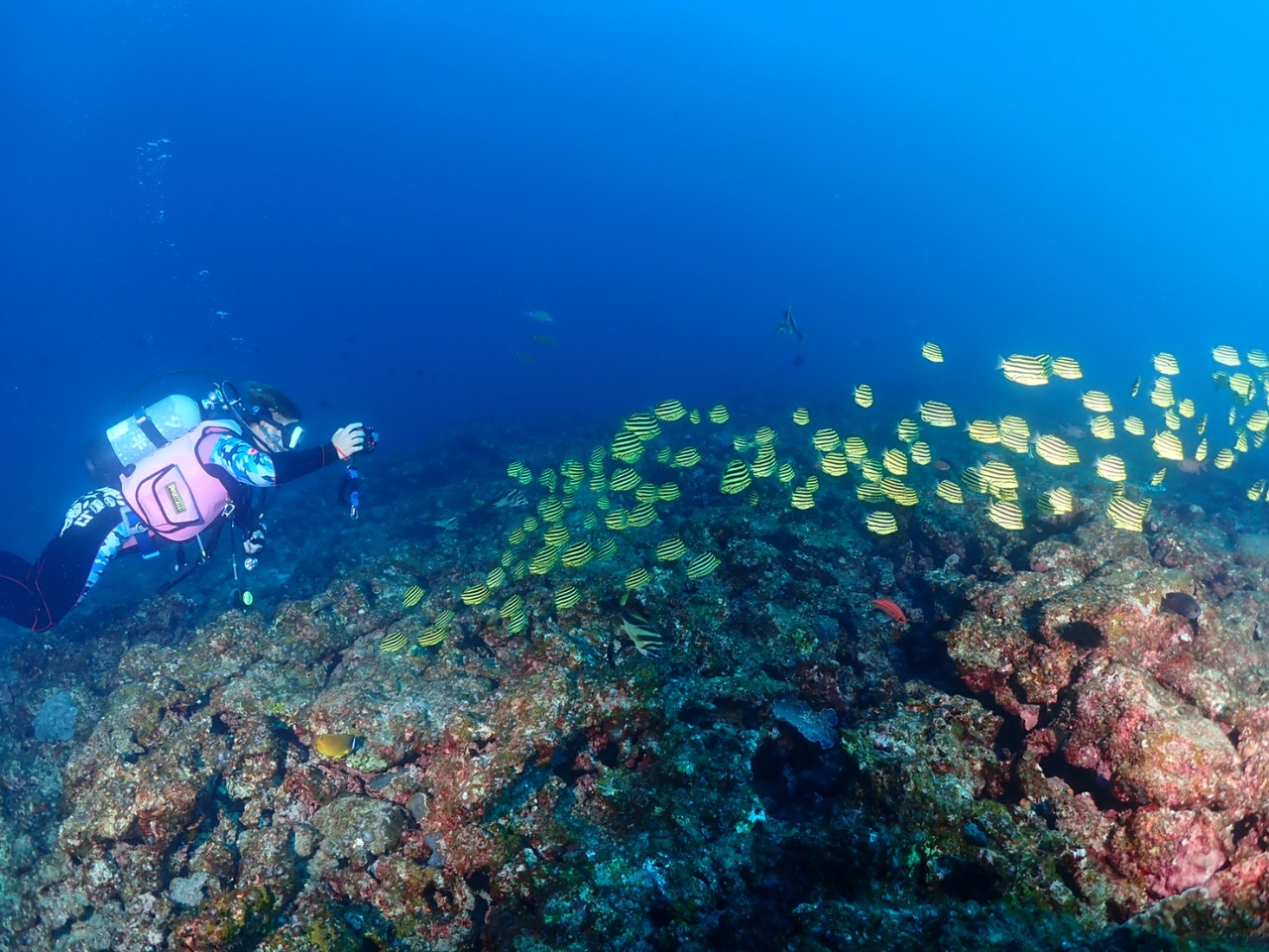 少人数で感動の海の世界を体感!(^^)!(マンツーマンもOK!)