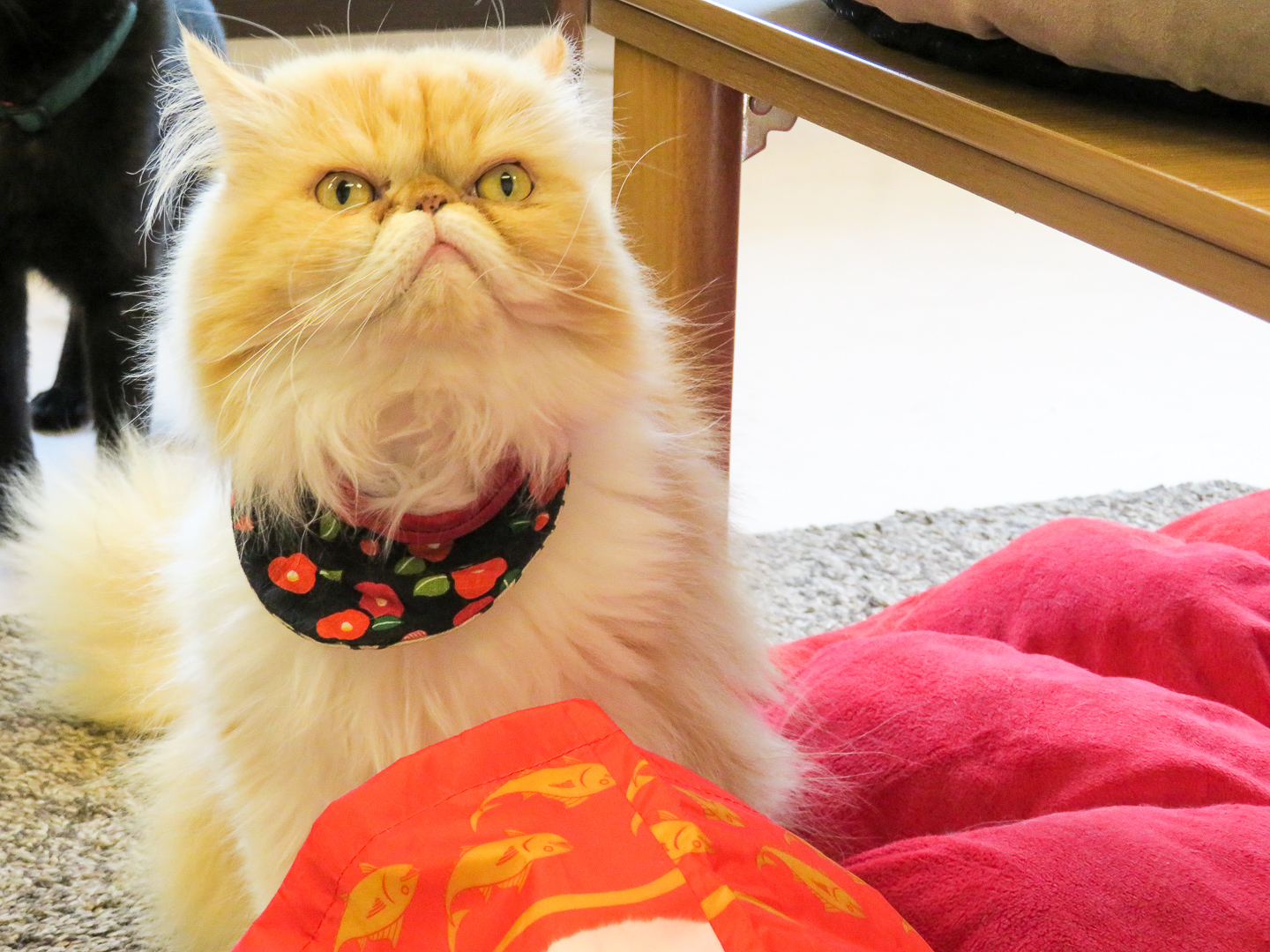 かわいいにゃんこ達 猫カフェtimeの口コミ じゃらんnet かわいいにゃんこ達 猫カフェtimeの口コミ じゃらんnet