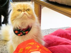 京都駅周辺の動物カフェランキングtop1 じゃらんnet 京都駅周辺の動物カフェランキングtop1 じゃらんnet