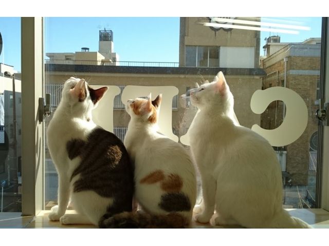 京阪 神宮丸太町駅徒歩4分 猫カフェ W かわいい猫ちゃんとまったり1時間プラン W 観光の合間に 休日の癒しに 猫カフェギャラリー キャッツアイ じゃらん遊び体験