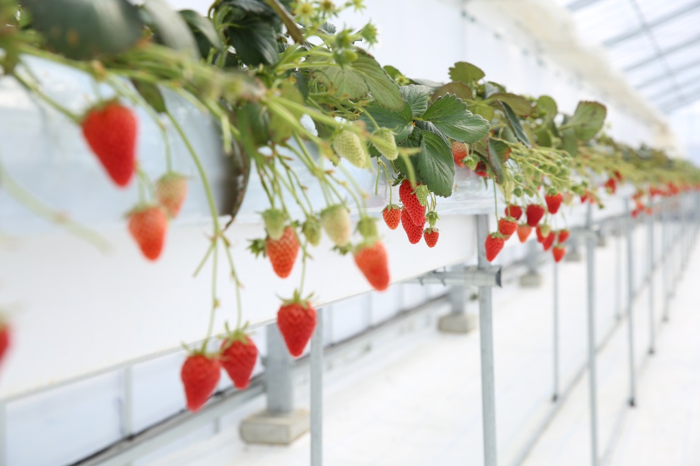 ݒIō͔|ĂAn₷ȂĂ܂B