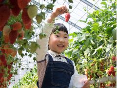 大村町 兵庫県 のいちご狩りランキングtop1 じゃらんnet 大村町 兵庫県 のいちご狩りランキングtop1 じゃらんnet