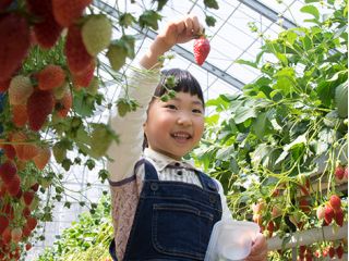 お子様もご一緒にいちご狩りをお楽しみ下さい!