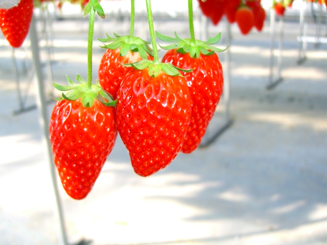 n̂Ђ߂łA_͖łƂĂÂł