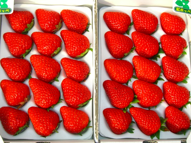 PT~PT̂ROTCYłA傫ȂPQ~PQ24܂