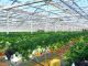大型ハウスで広々とした栽培しています。