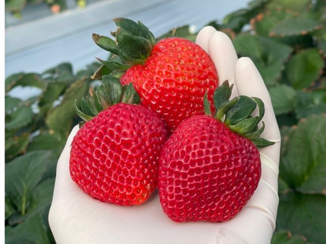 販売のみですが、あまりんも栽培してます♪