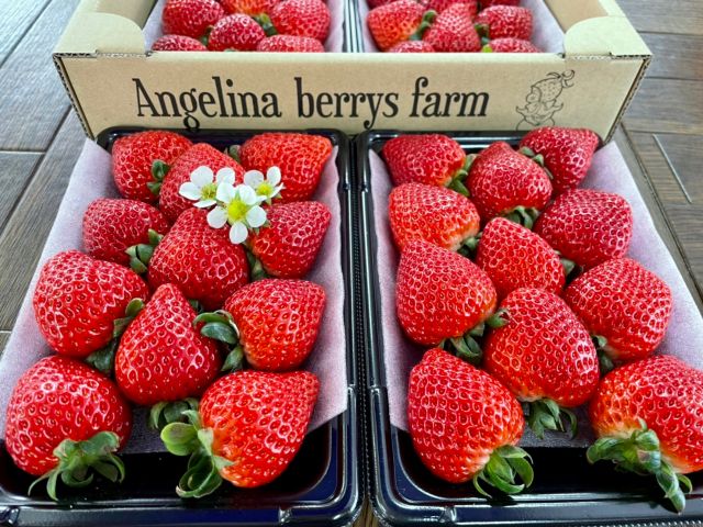 「あまりん」埼玉県が誇るプレミアムなイチゴ♪