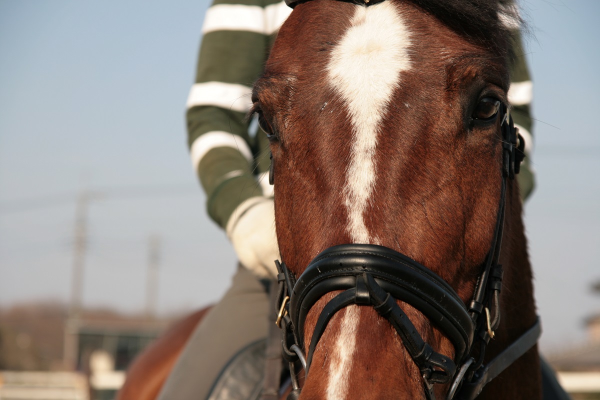 初心者の方大歓迎 初めてでも馬に乗る爽快さ楽しさを味わおう ウィルスタッド じゃらん遊び体験 初心者の方大歓迎 初めてでも馬に乗る爽快さ楽しさを味わおう ウィルスタッド じゃらん遊び体験
