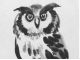 水墨で描くフクロウです。ご利益のあるモチーフです。家に飾ったら運がよくなります。