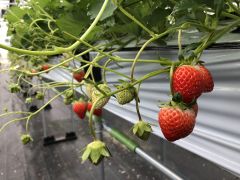 うるま市の果物 野菜狩りランキングtop2 じゃらんnet