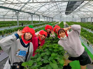 甘くて美味しいいちごが40分食べ放題!!