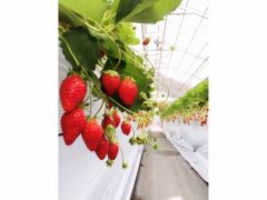 飯能のいちご狩りランキングtop10 じゃらんnet 飯能のいちご狩りランキングtop10 じゃらんnet