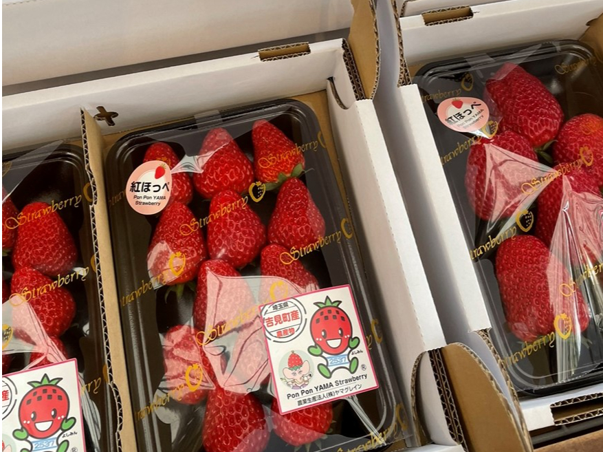 2025年版！【4月7日～5月6日】いちご狩り30分食べ放題埼玉県いちご