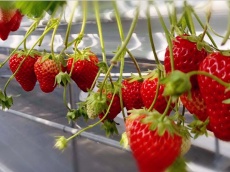 2025年版！【4月7日～5月6日】いちご狩り30分食べ放題埼玉県いちご