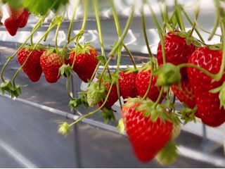 6連棟仕切りの無い広々ハウス。研修生受け入れや海外からの団体客の皆様にもお楽しみいただいております