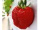 1月2月は大粒ぞろい!寒い時期だけの特別ないちごです。