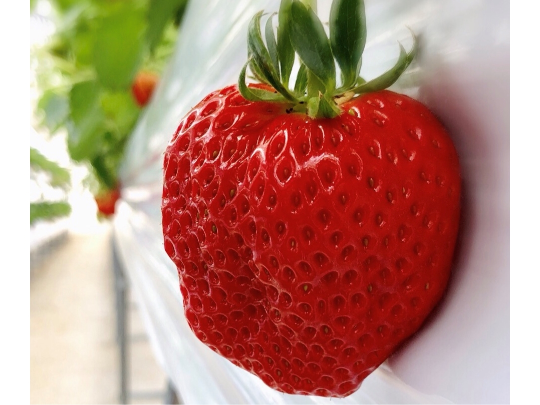 �P���Q���͑嗱���낢�I�������������̓��ʂȂ������ł��B