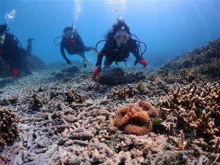 ビーチ体験ダイビングで、カクレクマノミに会いに行く。