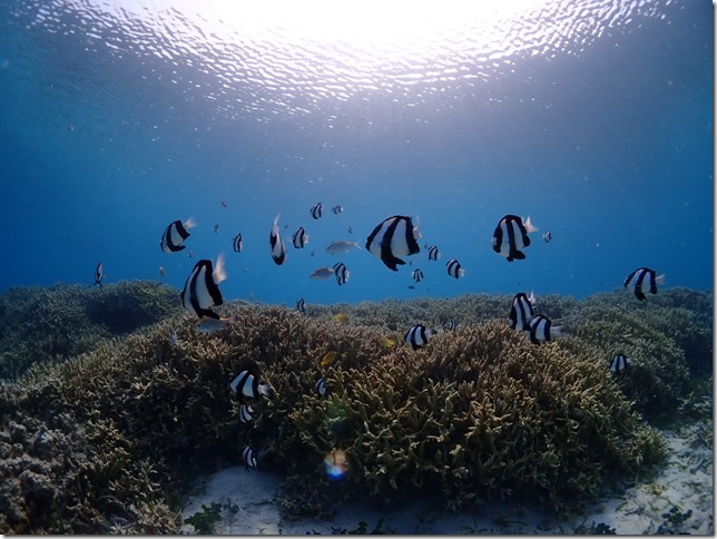 {Ó̃r[`͎X񌩂邱Ƃo܂B߂Ă̕ɂ͂XXłB