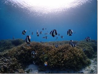 宮古島のビーチは珊瑚も魚もたくさん見ることが出来ますよ。初めての方にはおススメです。