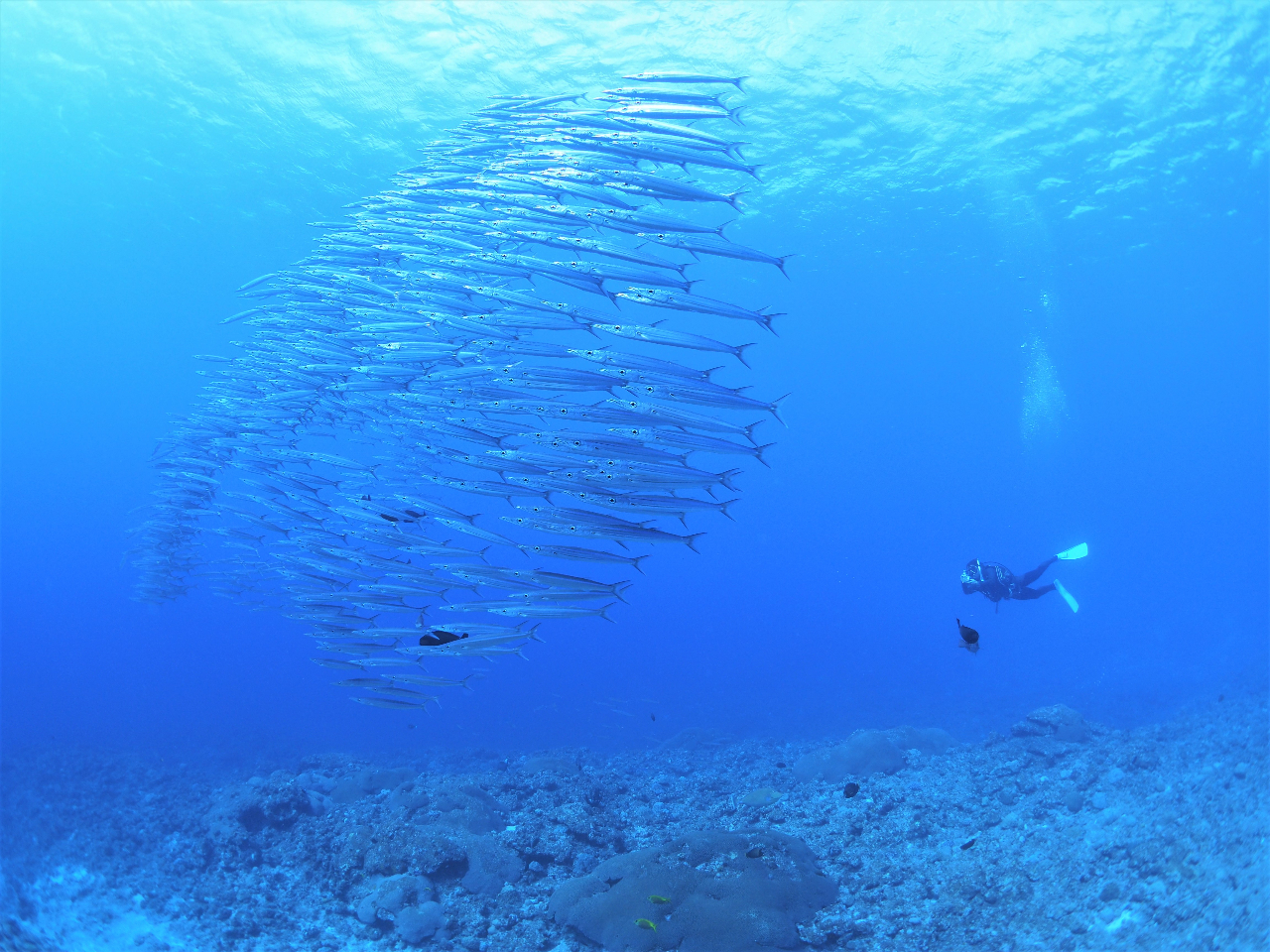 �z�\�J�}�X�̌Q��ƃ_�C�o�[�B