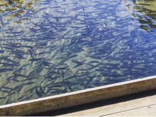 お子様にも釣りやすい【にじます釣り堀】