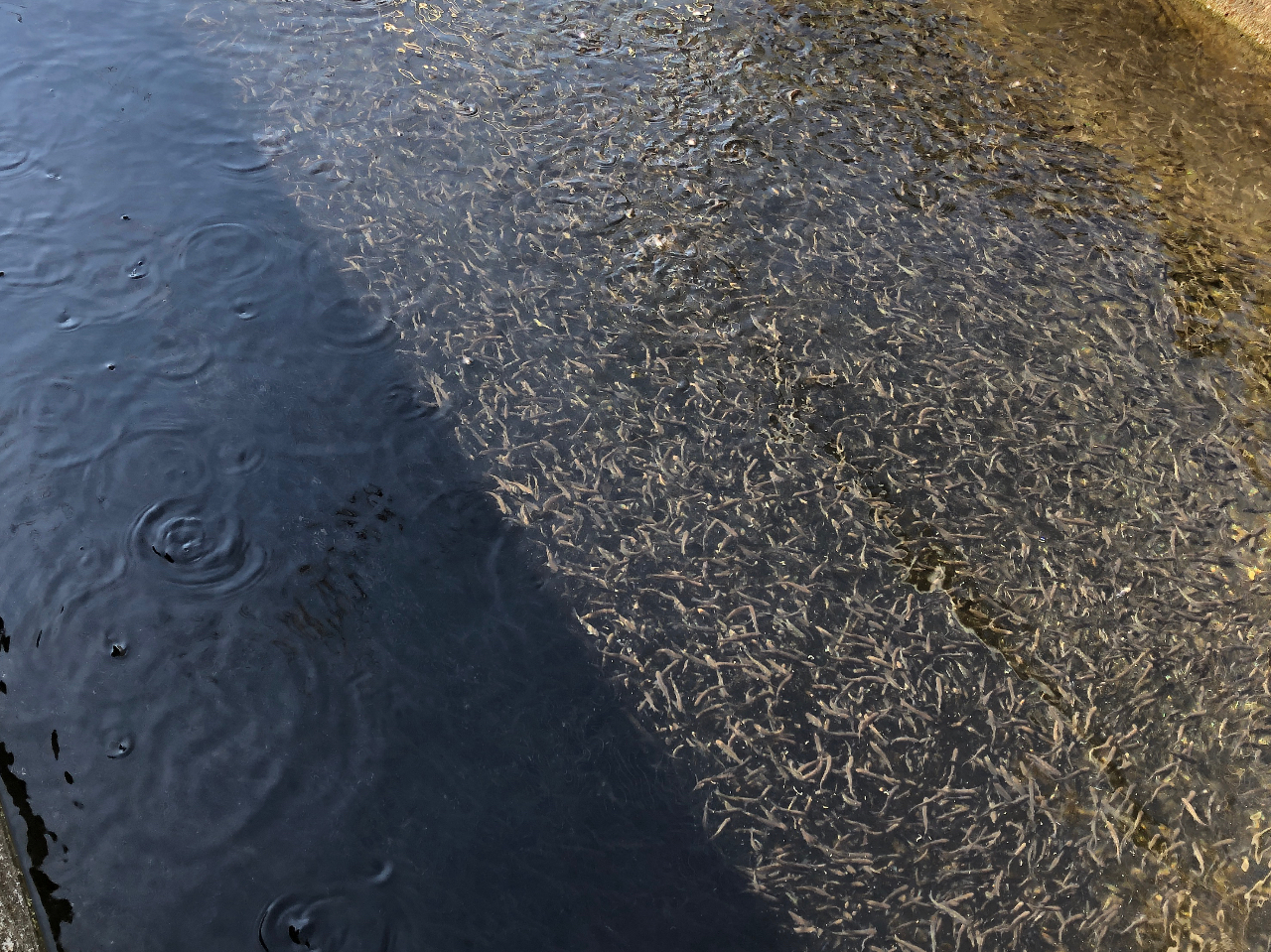 ́AԏR̐炩ȐŌCɈ炿܂B