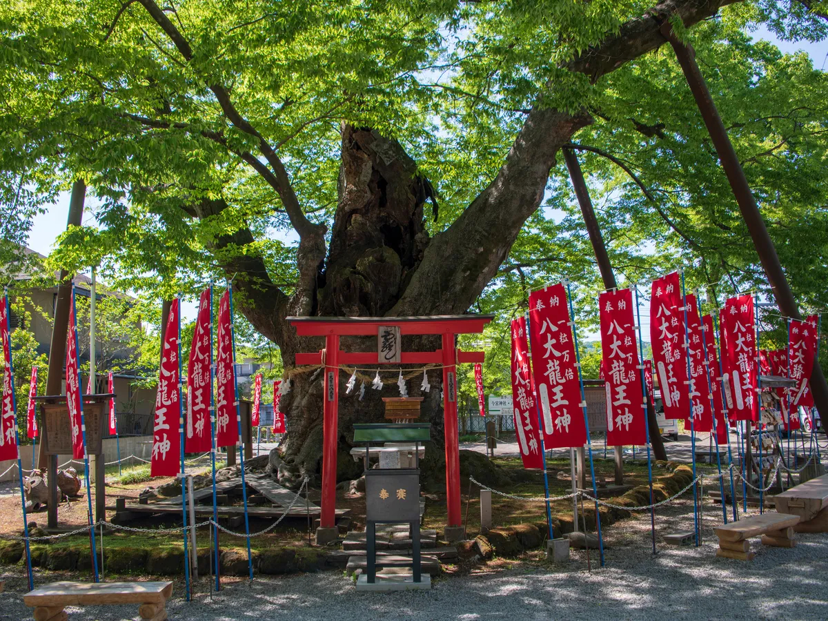 今宮神社のご神木、樹齢は千年を越え、パワースポットとして親しまれています。