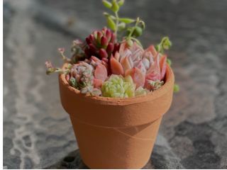 素焼き鉢に多肉植物を寄植え