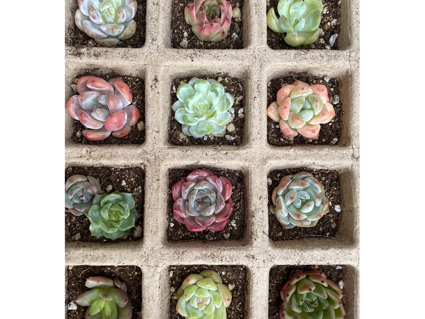 エケベリア属など選べます