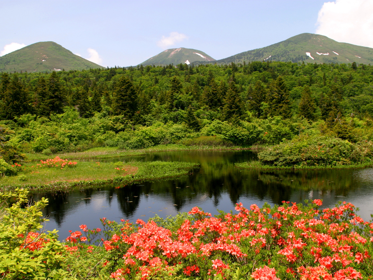 『睡蓮沼』スイレン科のヒツジグサが自生していることが名前の由来で、仙人の庭とも呼ばれています。※季節により、見られる草花は異なります。
