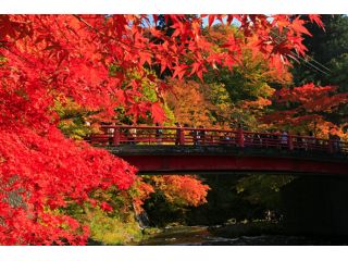 中野もみじ山は江戸時代に京都から取り寄せた100種類の楓を植えたのが始まりといわれ、県下随一の紅葉の名所です。