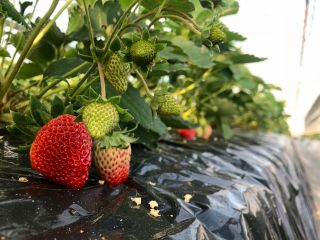 千葉 南房総 30分間食べ放題のいちご狩り お花や海がきれいなローズマリー公園近くでいちご狩りをしていきませんか 新宅農園 じゃらん遊び体験 千葉 南房総 30分間食べ放題のいちご狩り お花や海がきれいなローズマリー公園近くでいちご狩りをしていきませんか 新宅農園 じゃらん遊び体験