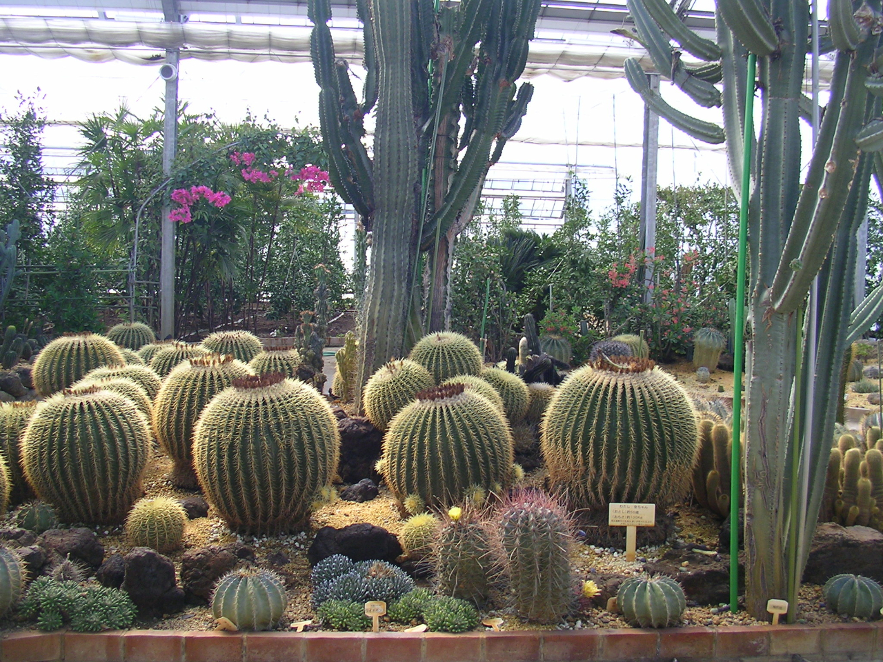 ݂̃nEXɂ͑傫ȃT{eAĂ܂B