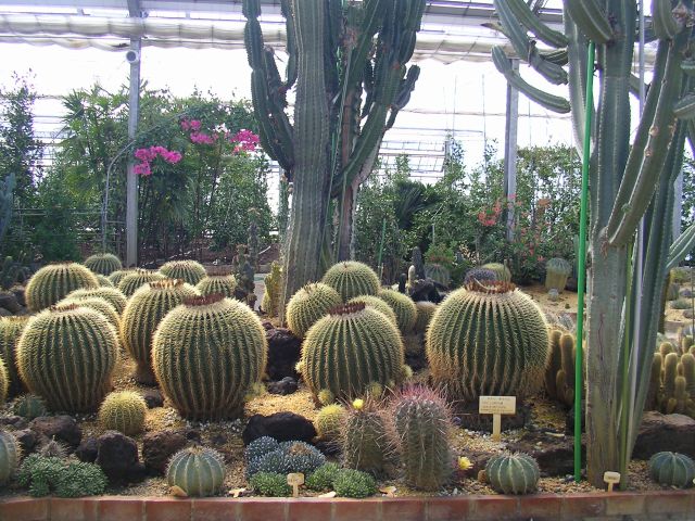 みかん狩りのハウス入口には大きなサボテンが植えてあります。