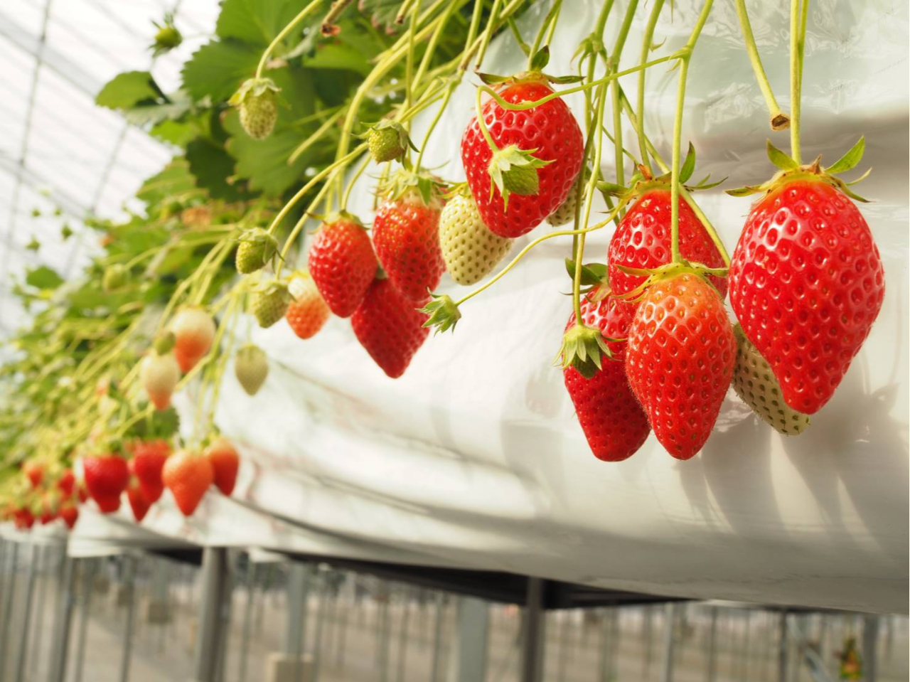 ���ݍ͔|�̃n�E�X�ɂā�Á`����悢�Ђ߂�����������