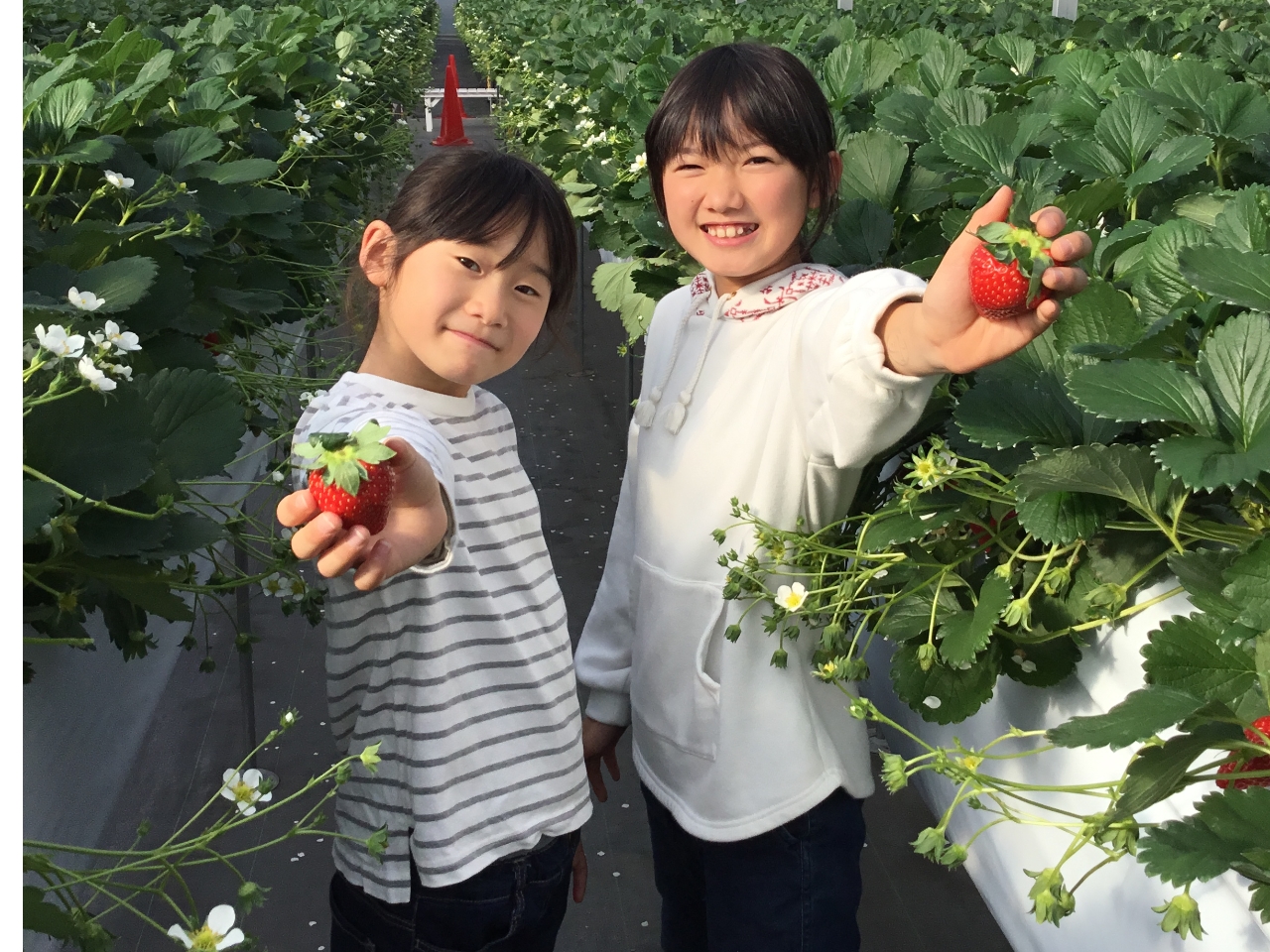 「いちご狩り」太陽の光をたっぷり浴びた西本ファームのいちごを是非ご堪能ください!
