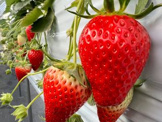 農園名が変わりました!サニー農園へのご来園お待ちしております!