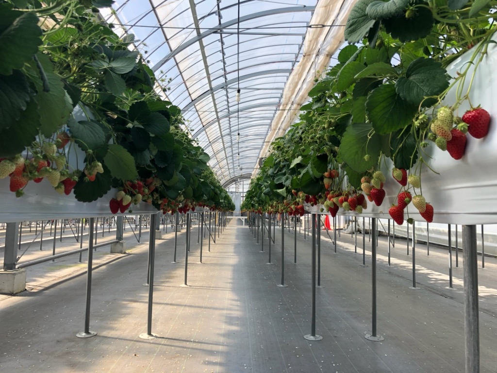 �u�������n�E�X���v�n�ʂ���1m���炢�̍����ʒu�ō͔|���Ă���̂ŁA�����܂��ɗ������܂܂�������肪�y���߂܂��I