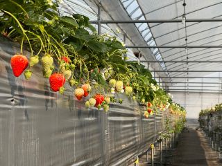 ご予約後生育不順が発生し、お客様にご満足頂けないと当園が判断した場合、キャンセルさせて頂く事がございます。ご理解の上ご了承ください。注)ポイントは消失します。