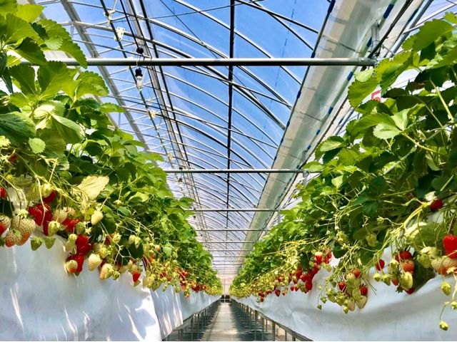 イチゴの一番美味しい時期は2月です。味が落ちる3・4月につきましては、糖度が足りない場合はキャンセルさせて頂く事がございます。ご理解の程よろしくお願いします。