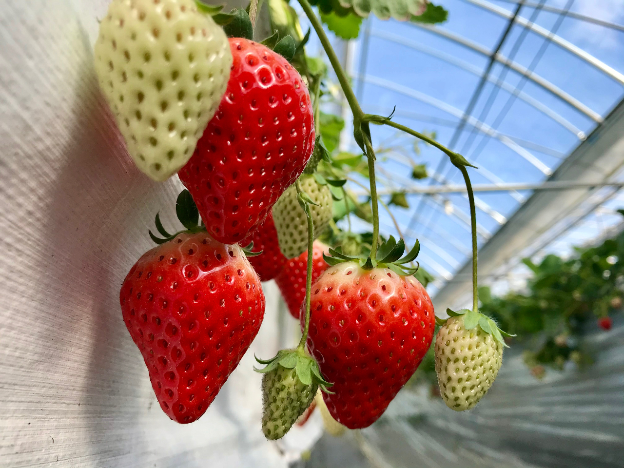 y5̉cƂɂāzC`S̏ԂɂĂ4ςŕꍇ܂B5̓LZ̊mɍ̏エ\݂B