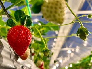ライトを浴びたいちごは、より一層輝きを増します!
