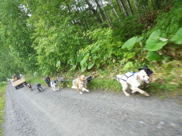 ドッグカート体験 北海道アドベンチャーツアーズ じゃらん遊び体験 ドッグカート体験 北海道アドベンチャーツアーズ じゃらん遊び体験