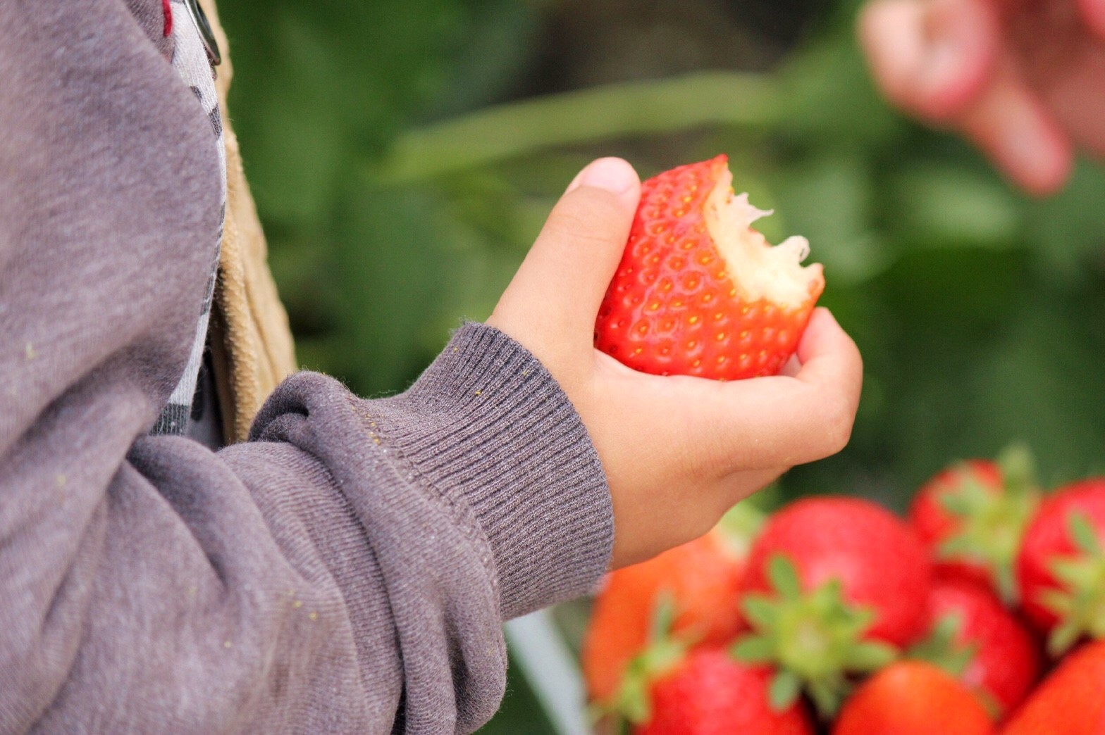 こだわりの土耕栽培 甘酸っぱくてフルーティー 30分 いちご狩り食べ放題 Farmer大百笑 じゃらん遊び体験