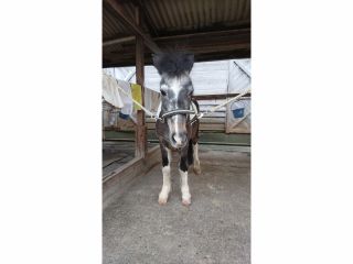 ポニー・スタッフ一同お待ちしております。