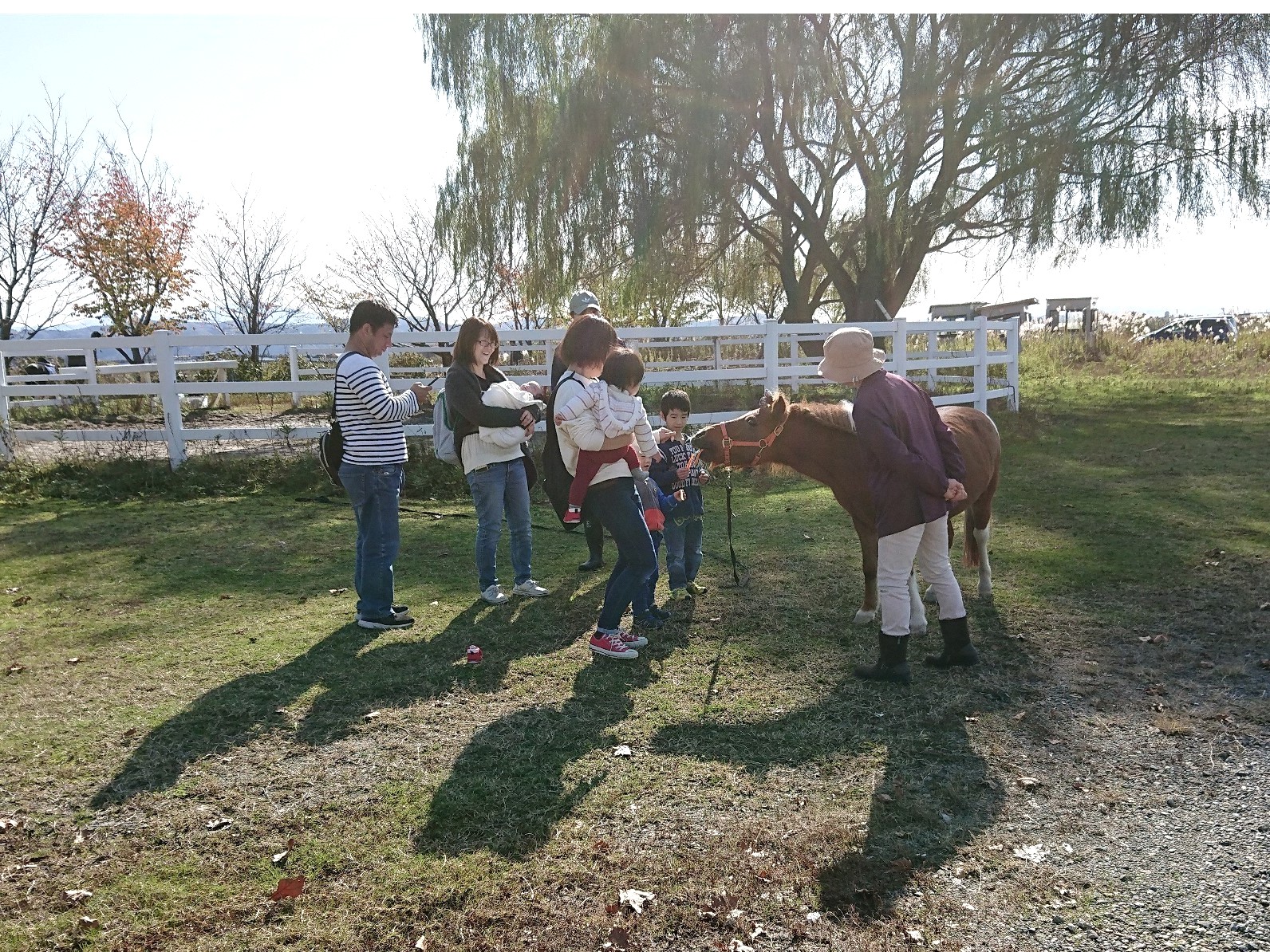 にんじんをあげたり、なでたりポニー達とふれあっていただきます!