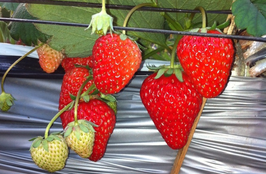 市川市 東京メトロ東西線 行徳駅から徒歩15分 ミルクお代わり自由ないちご狩り30分食べ放題 小原農園 じゃらん遊び体験 市川市 東京メトロ東西線 行徳駅から徒歩15分 ミルクお代わり自由ないちご狩り30分食べ放題 小原農園 じゃらん遊び体験