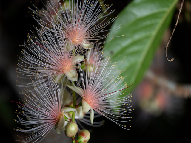 石垣島/夜】一晩で散る幻の「一夜花」サガリバナ観賞ツアー【6月～8月
